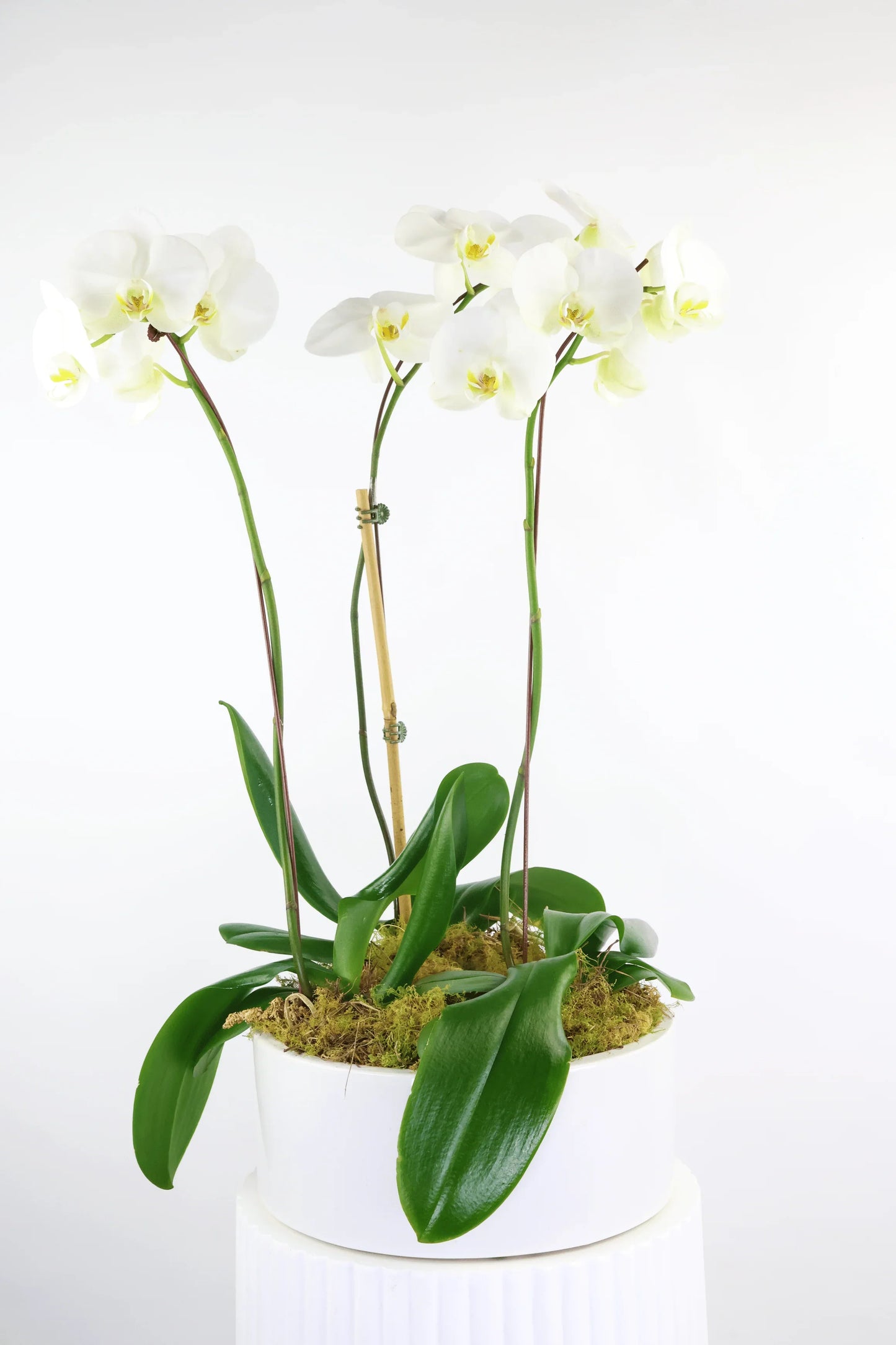 Orchid Arrangement