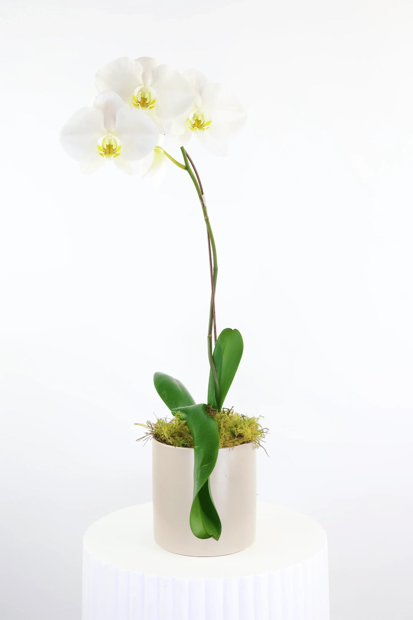 Orchid Arrangement