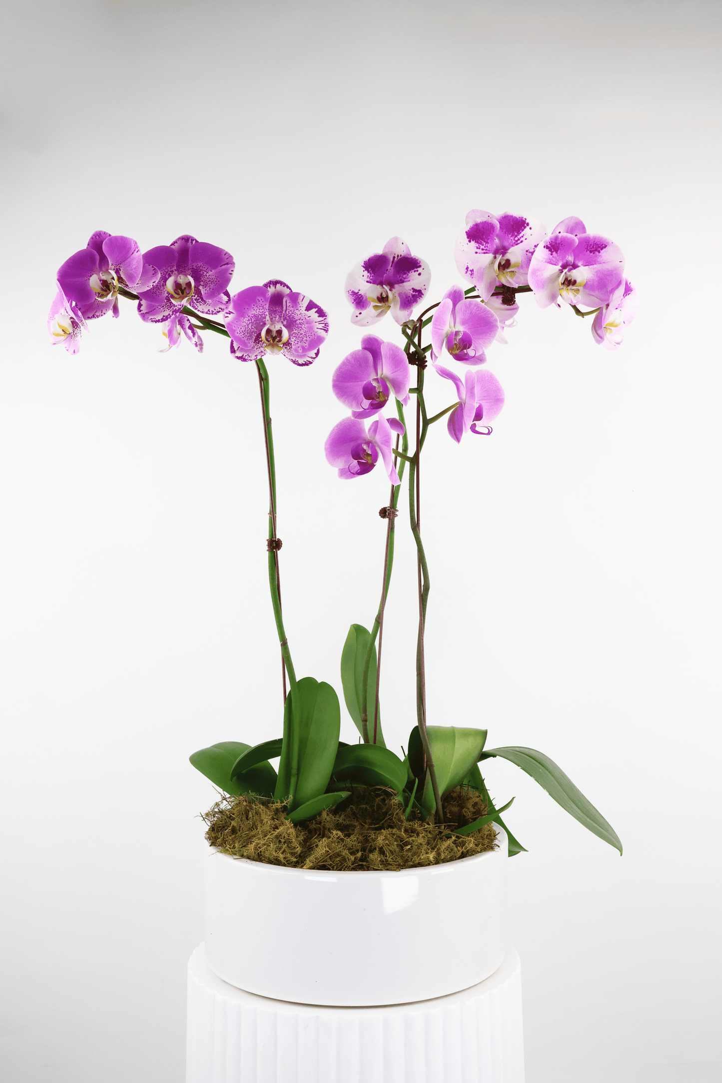 Orchid Arrangement