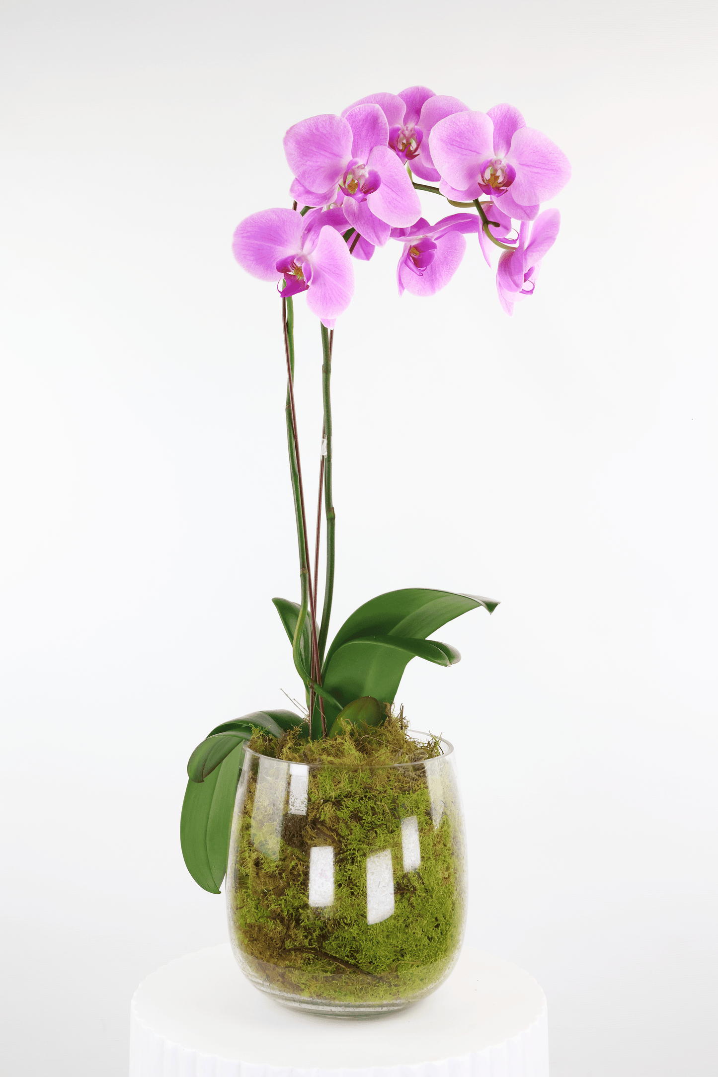 Orchid Arrangement