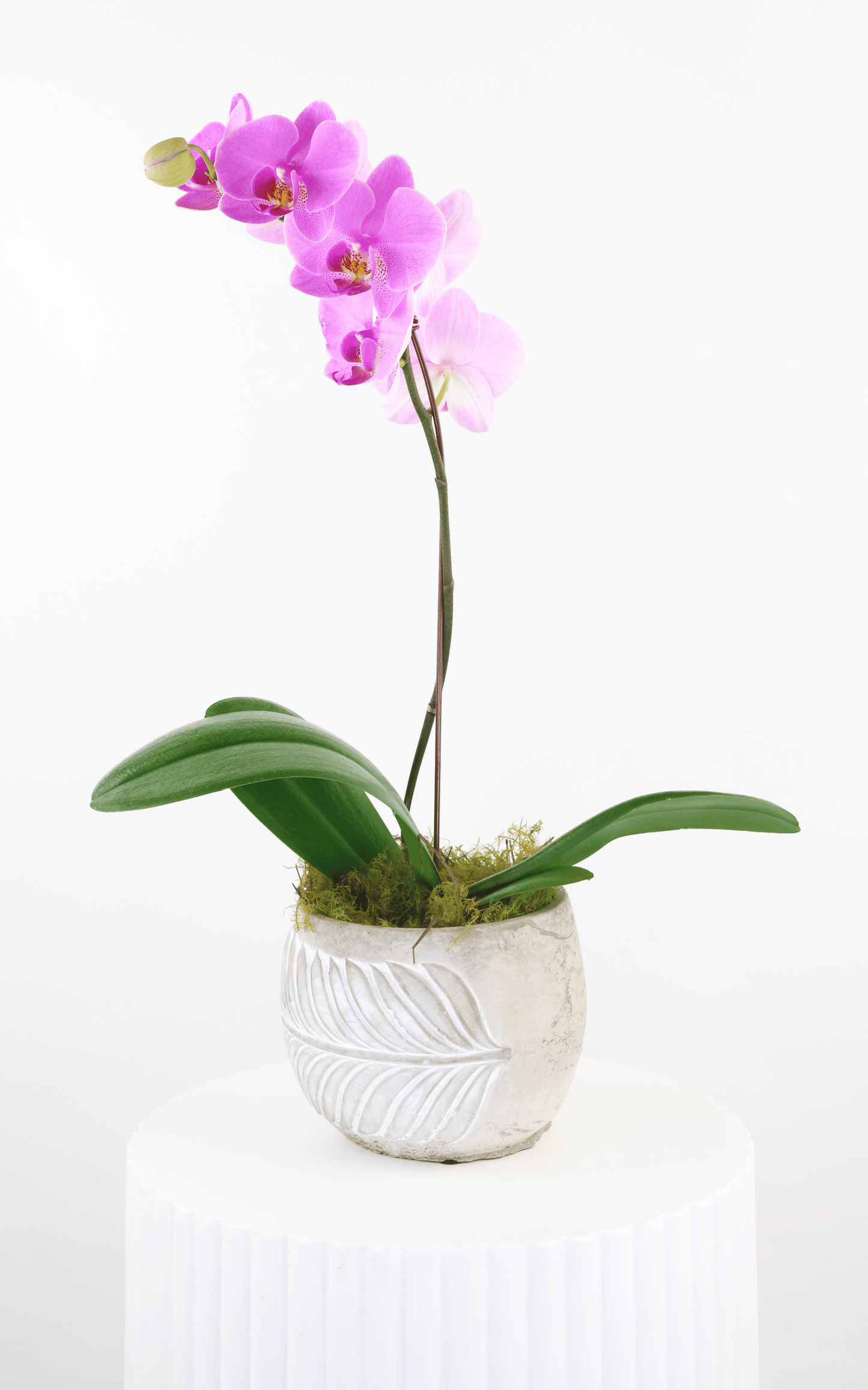 Orchid Arrangement